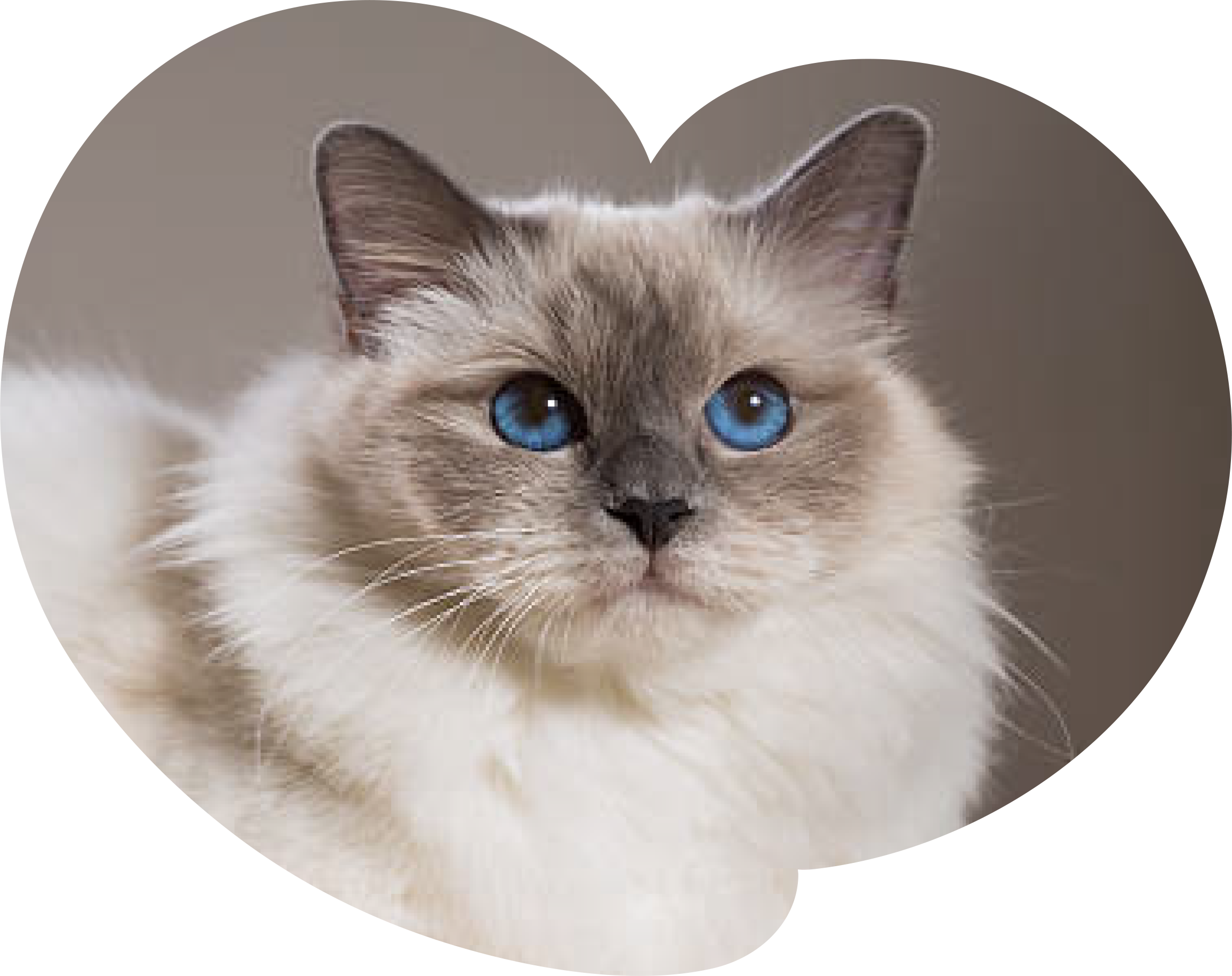 A blue-eyed cat pictured inside a heart